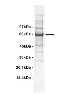 Eurofins DiscoverX PRK2 Protein, Active 10 &mu;g | Buy Online | Eurofins DiscoverX | Fisher Scientific